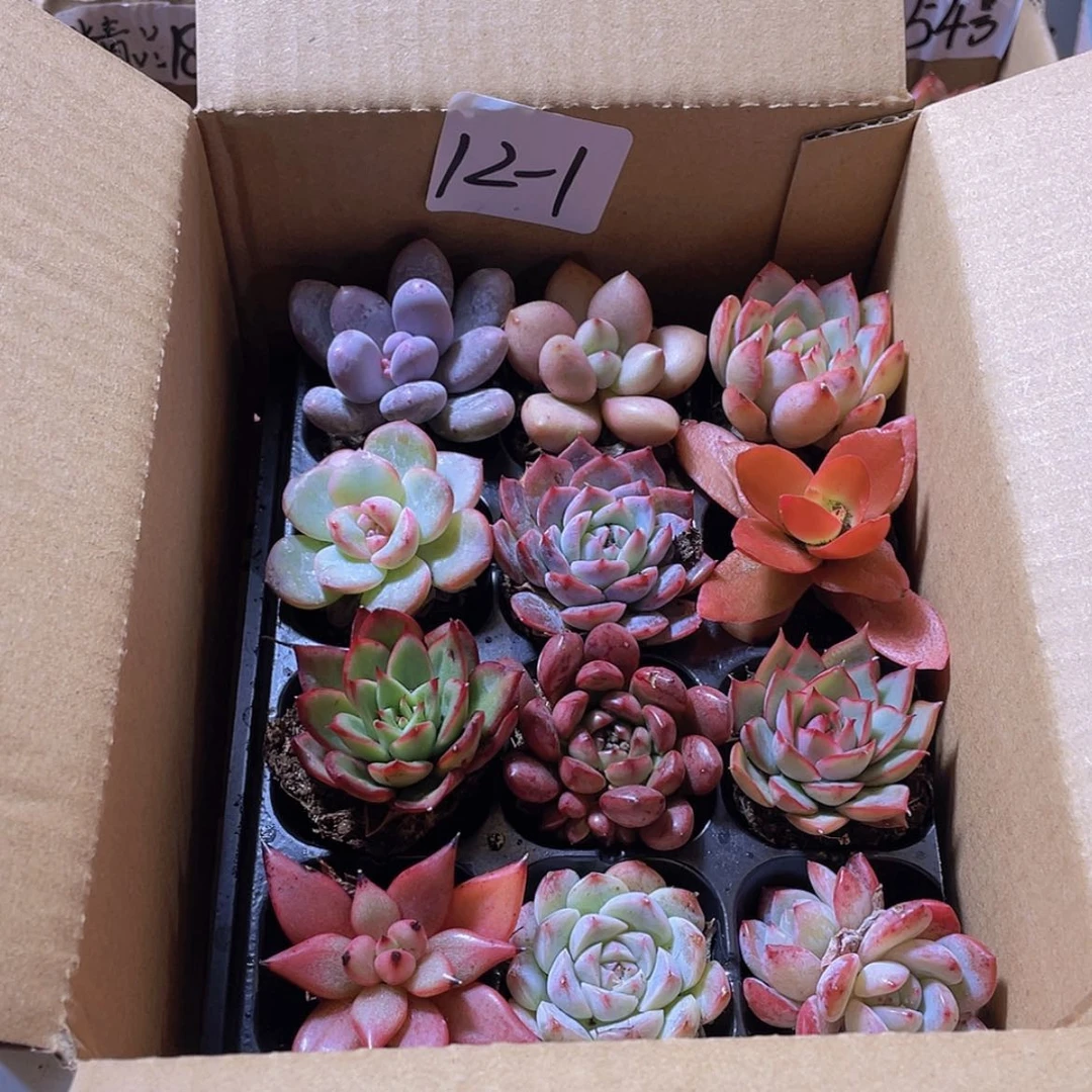 【闪购商品】12颗-1