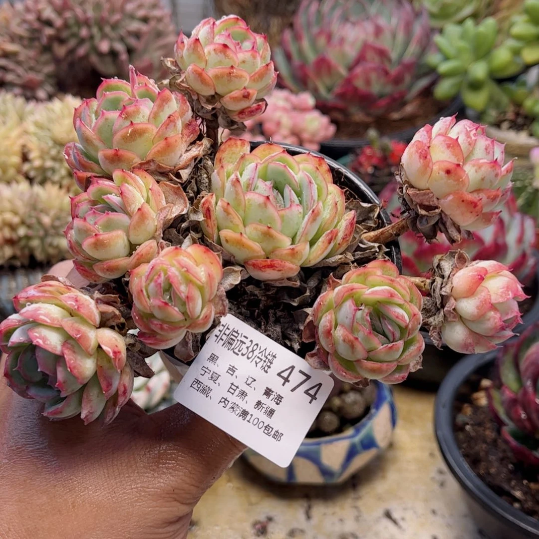 474草莓冰德华多肉