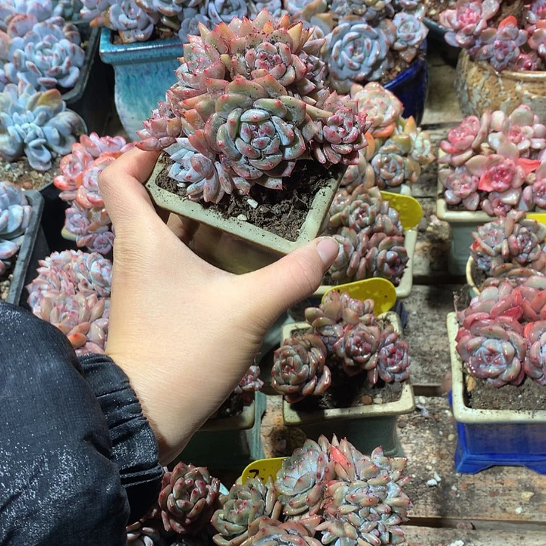 星影多头植物哈哈12