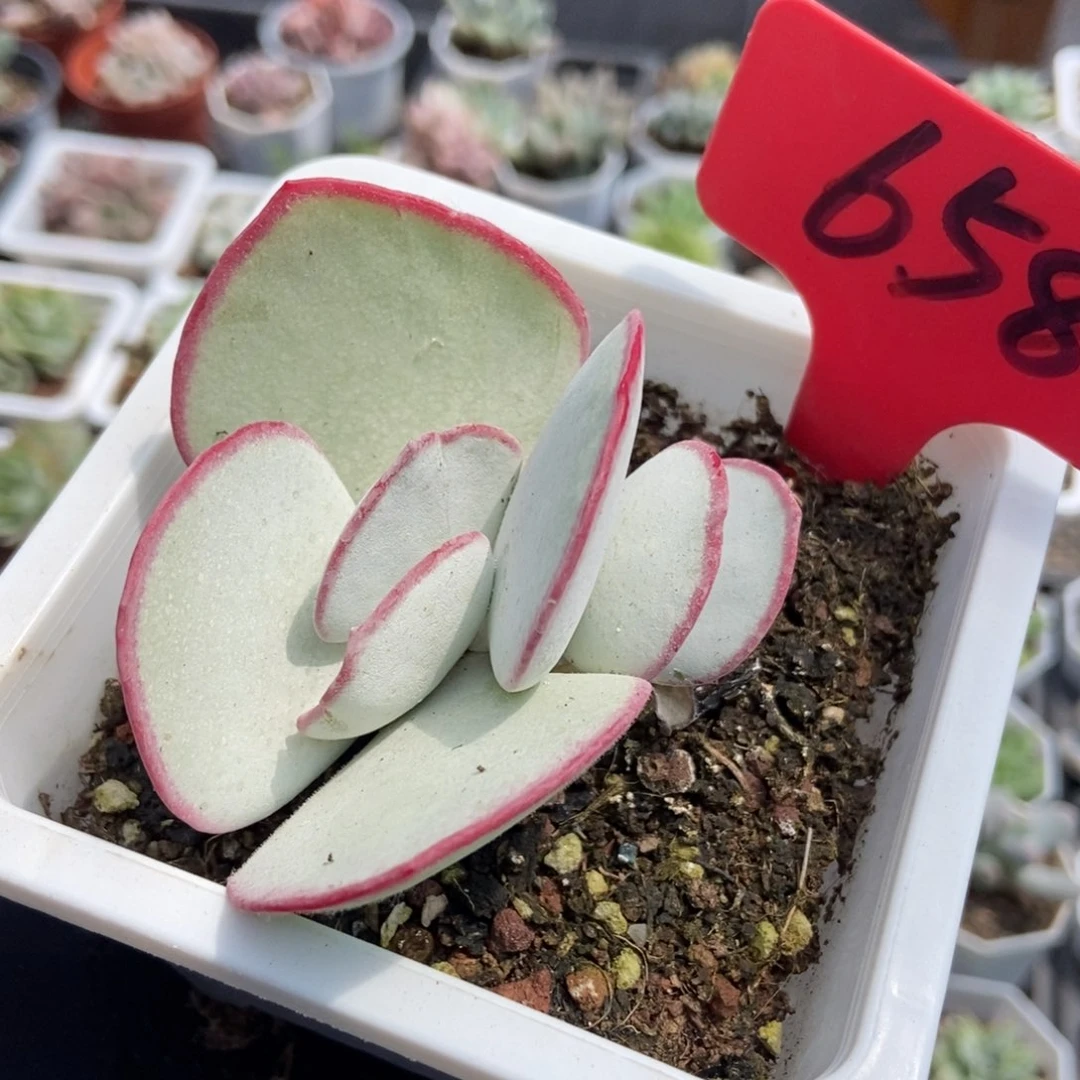 658白眉多肉植物保护