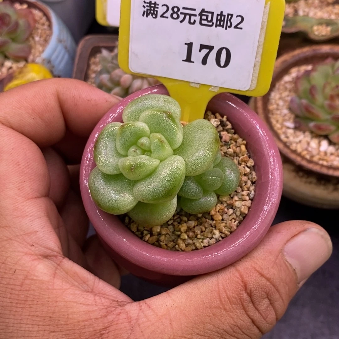 2170冰玉石化拉丝锦…………
