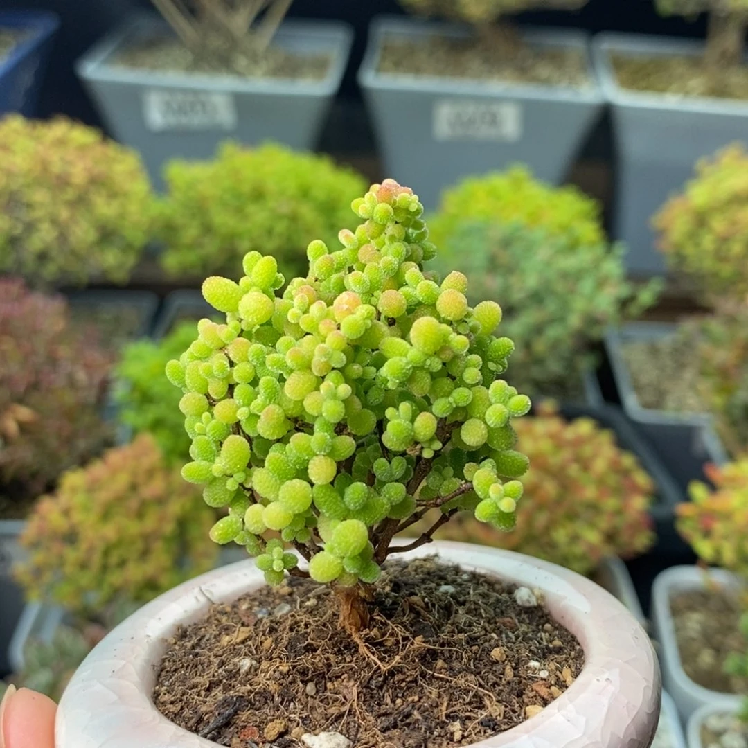 0574蜜橘糖球 。
