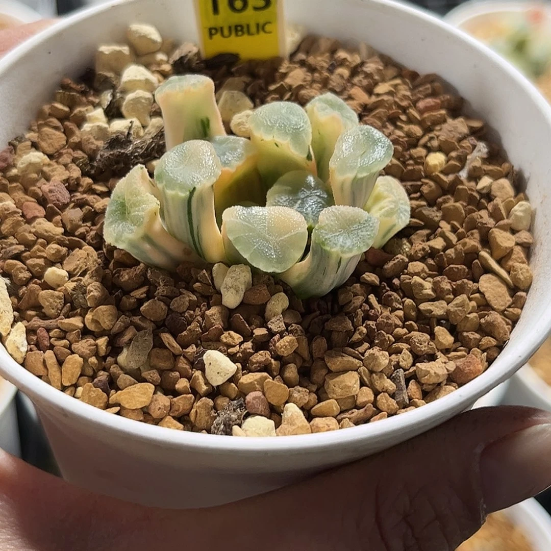 163糊斑万象锦福利福利