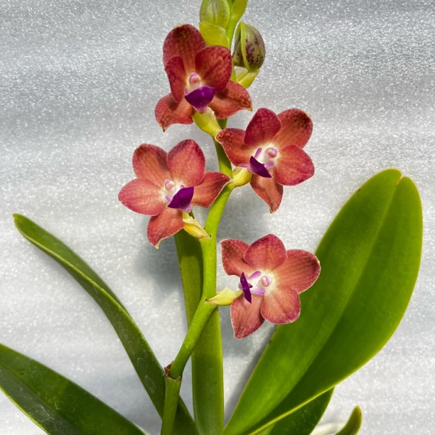 大叶风兰常年开花七彩香水庭院植物石斛兰水培盆栽青苗