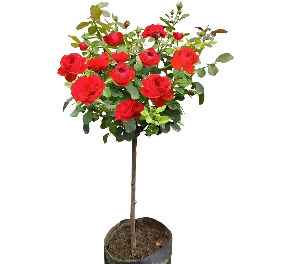 中国红(顺风包邮,修剪发货,月月开花,月月爆盆)