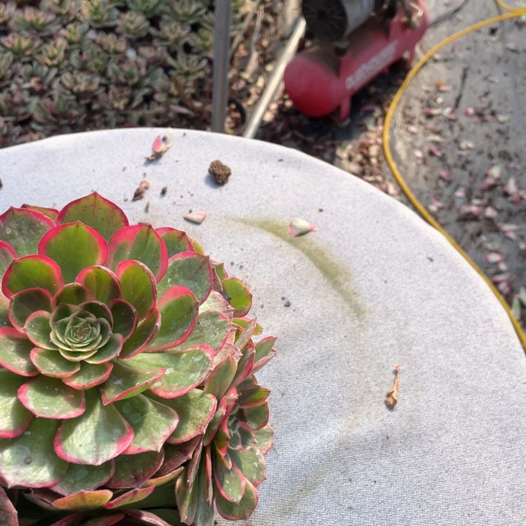 柠*粉花妖老桩手捧原盆土230