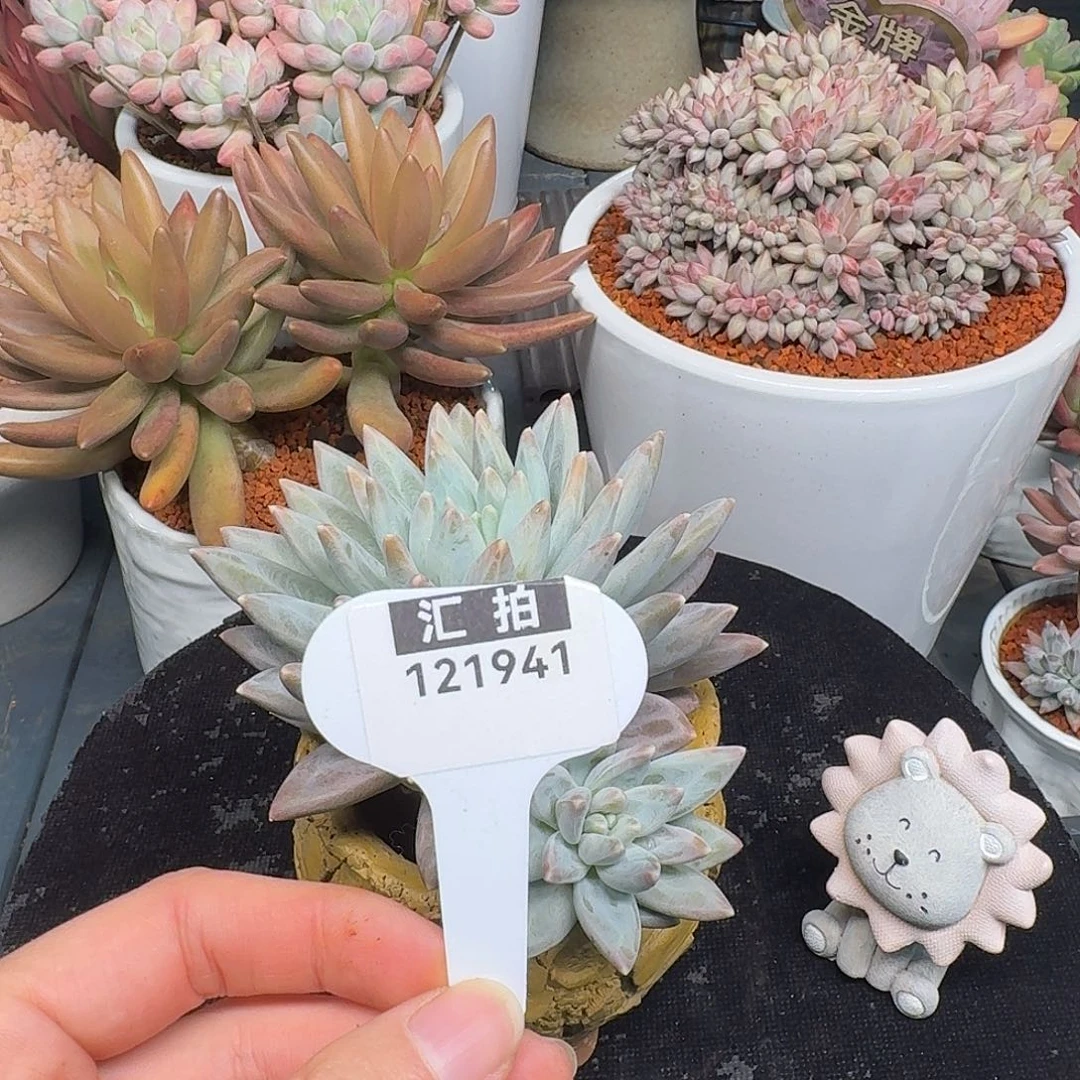 精品多肉植物121941