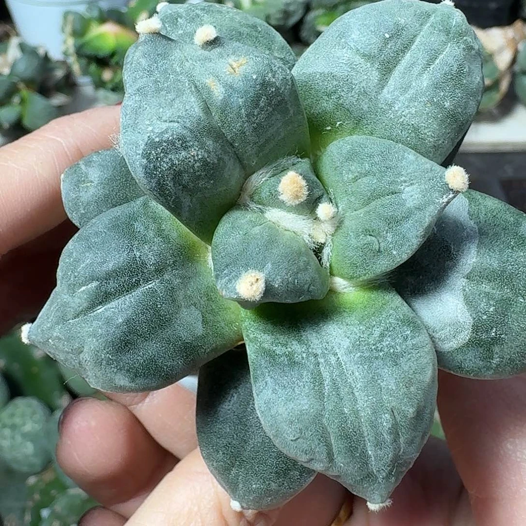 无花朵福利蓝白大尤青瓷牡丹107