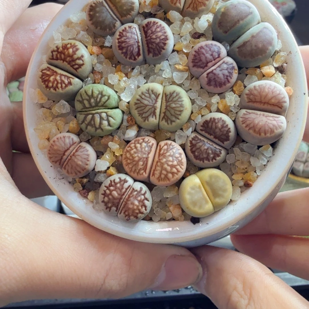 多肉植物的生长发育和128