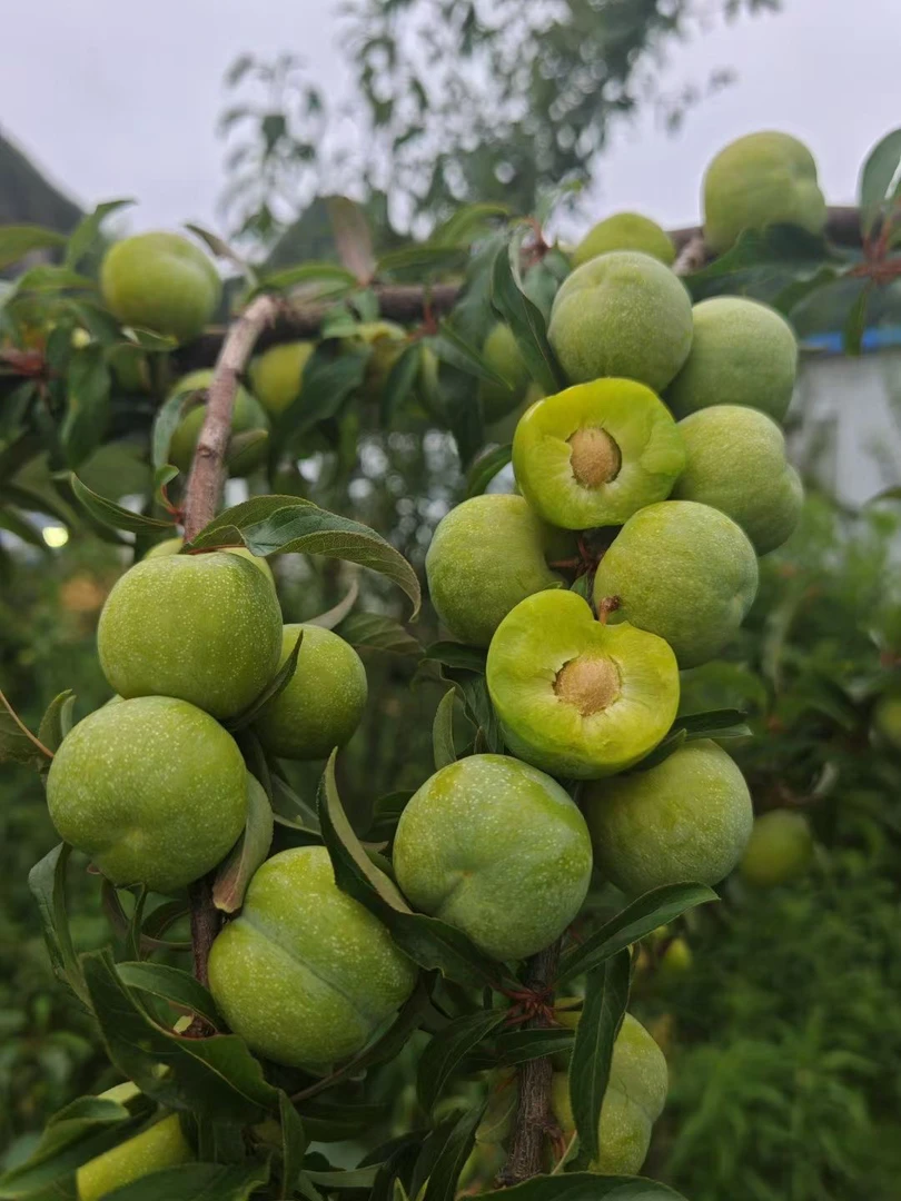 云南文山古木青脆李脱骨李
