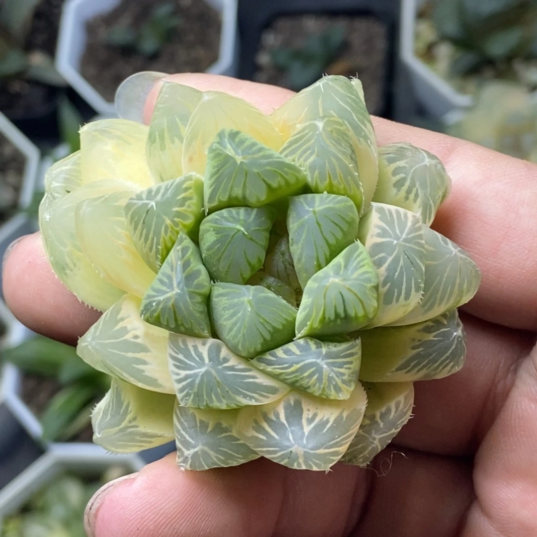 糊斑OM锦无根瓶苗