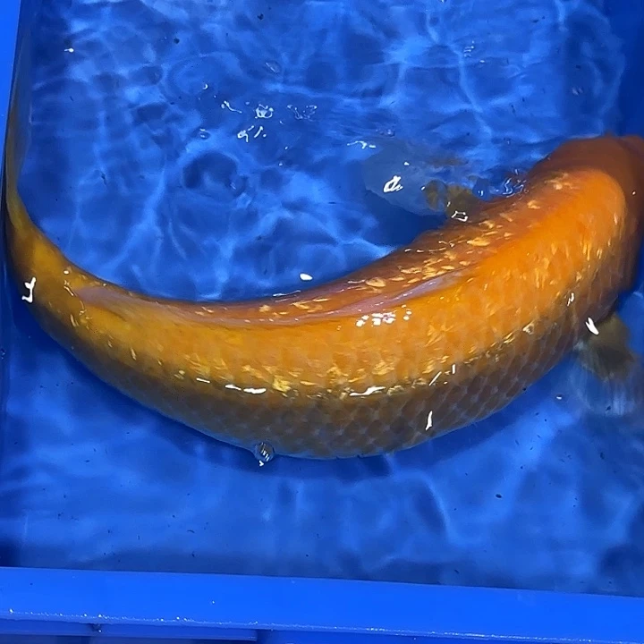 海水赤目芒果介子