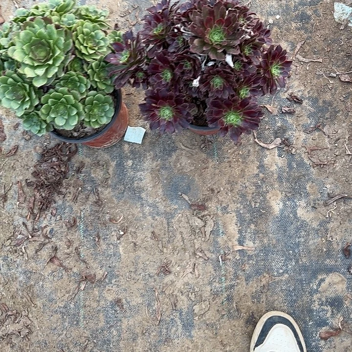 一单包邮不包侧枝33