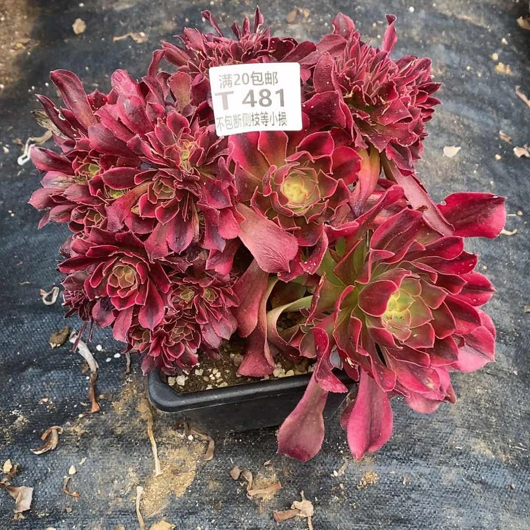 481香妃缀化多肉法师锦