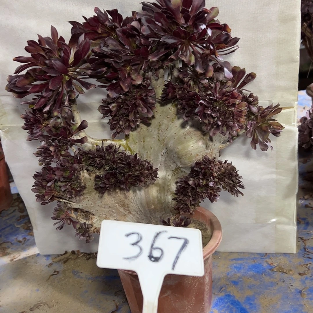 炸***学多肉植物黑法师缀花367