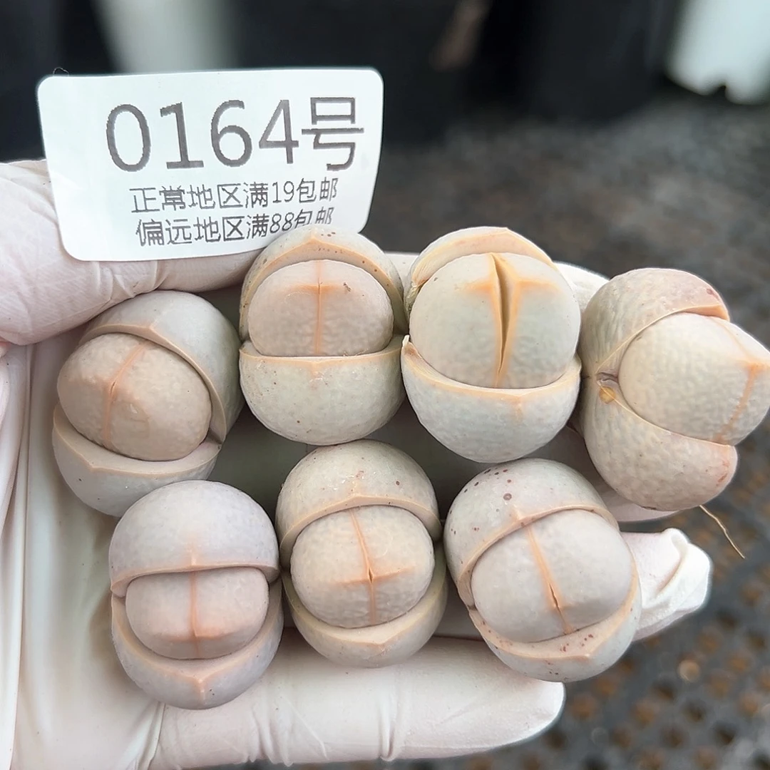 0164四年高尔夫7颗2.5cm