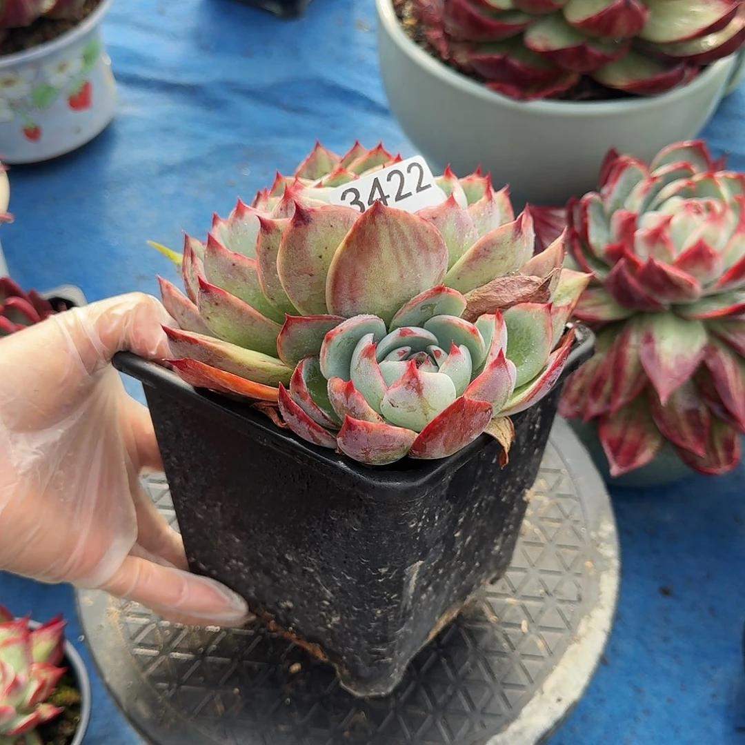 惊鸿仙子 3422............