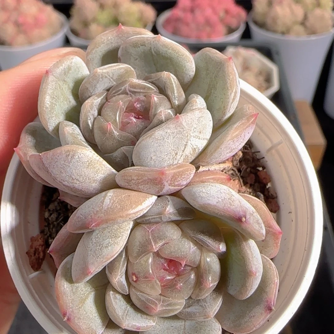 多肉0102-156白色恋人