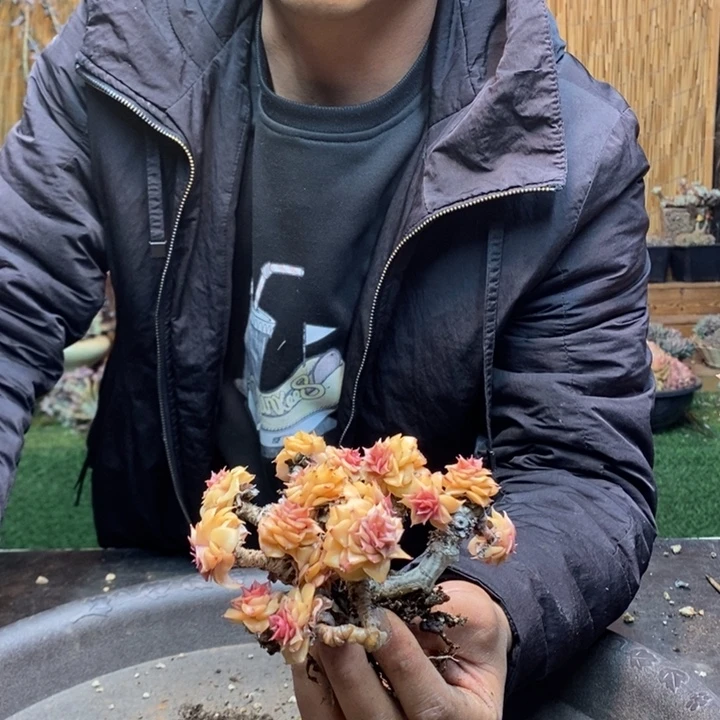 项***超577号琉璃多肉植物