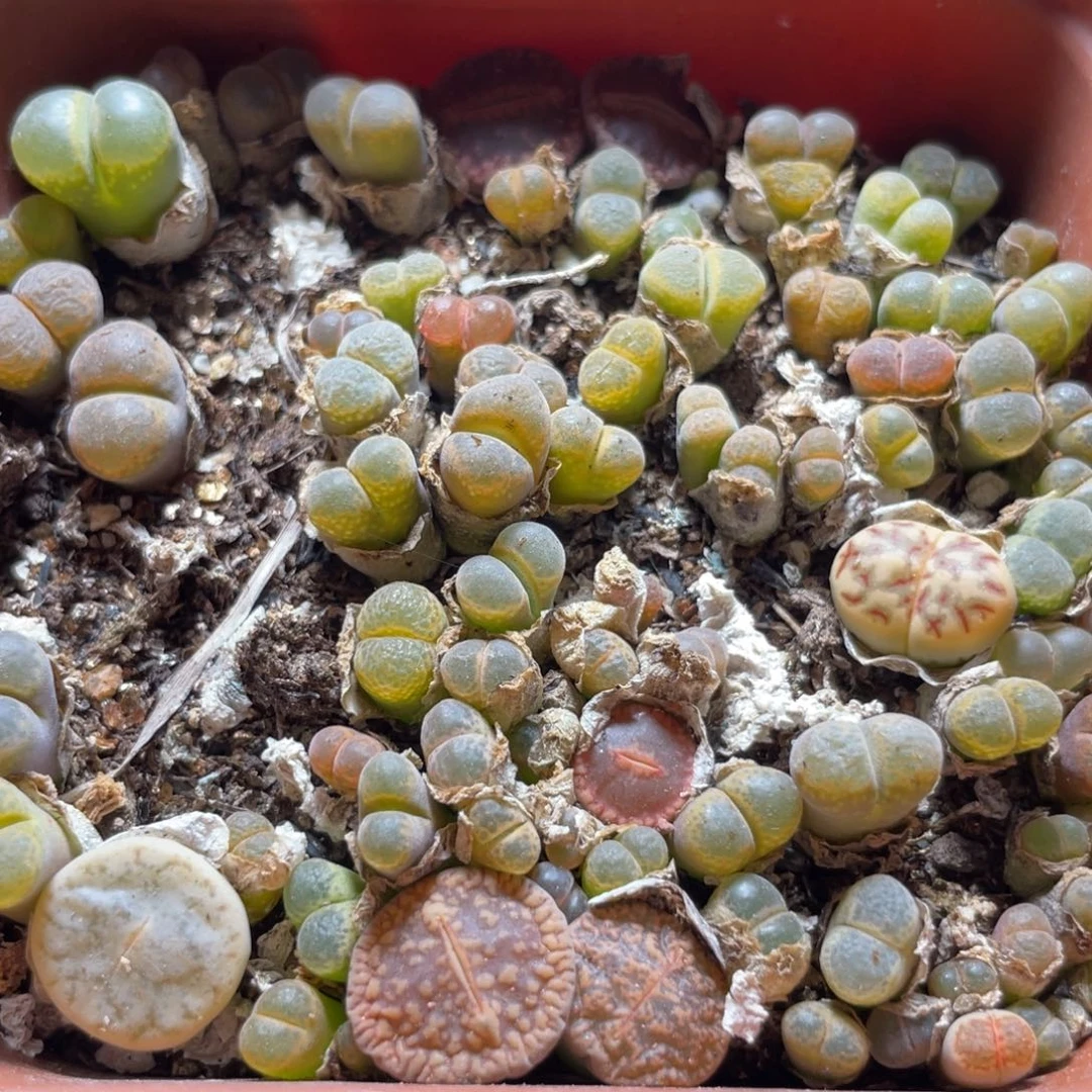 今晚大盆特价更新～36