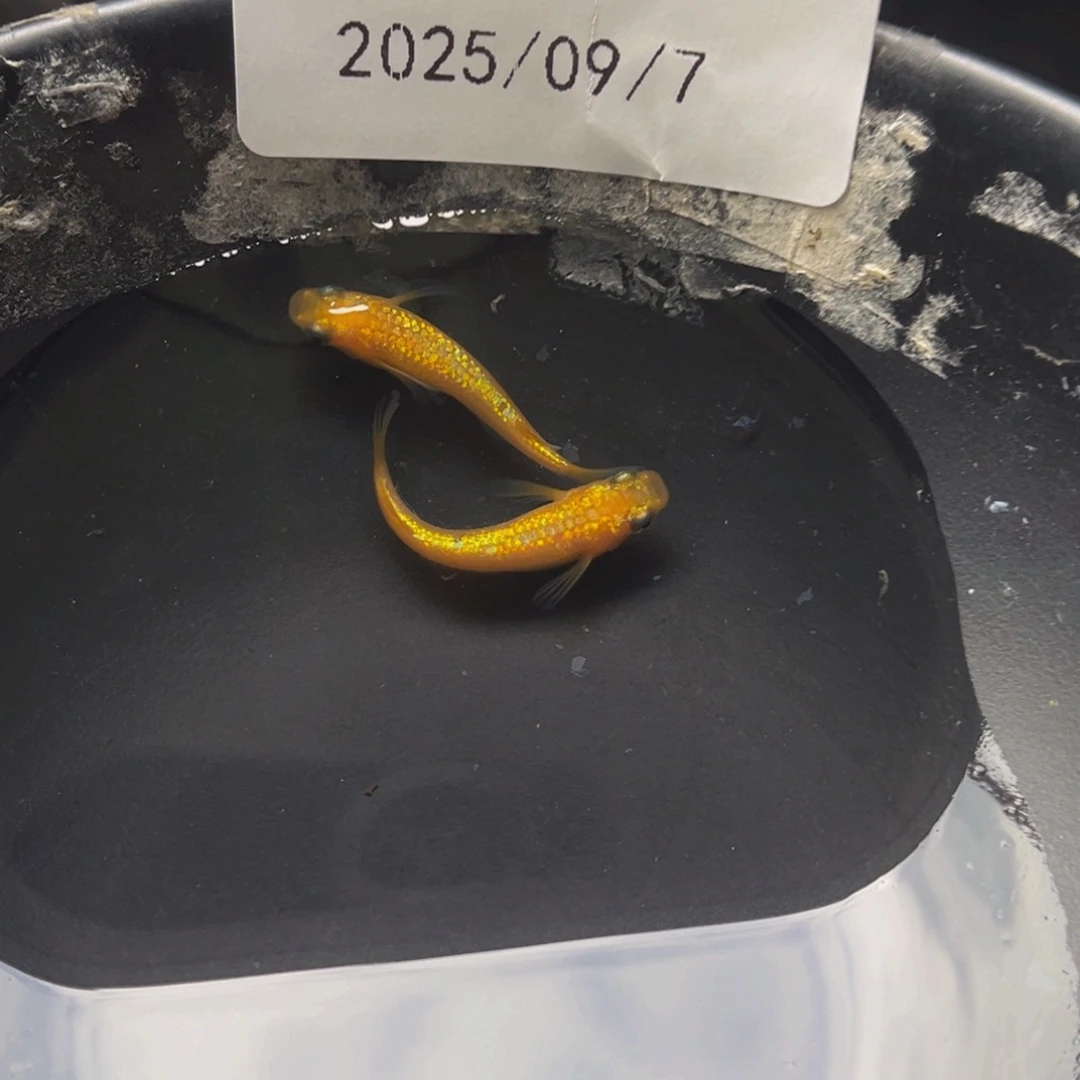 青鳉222玫瑰宝石一对