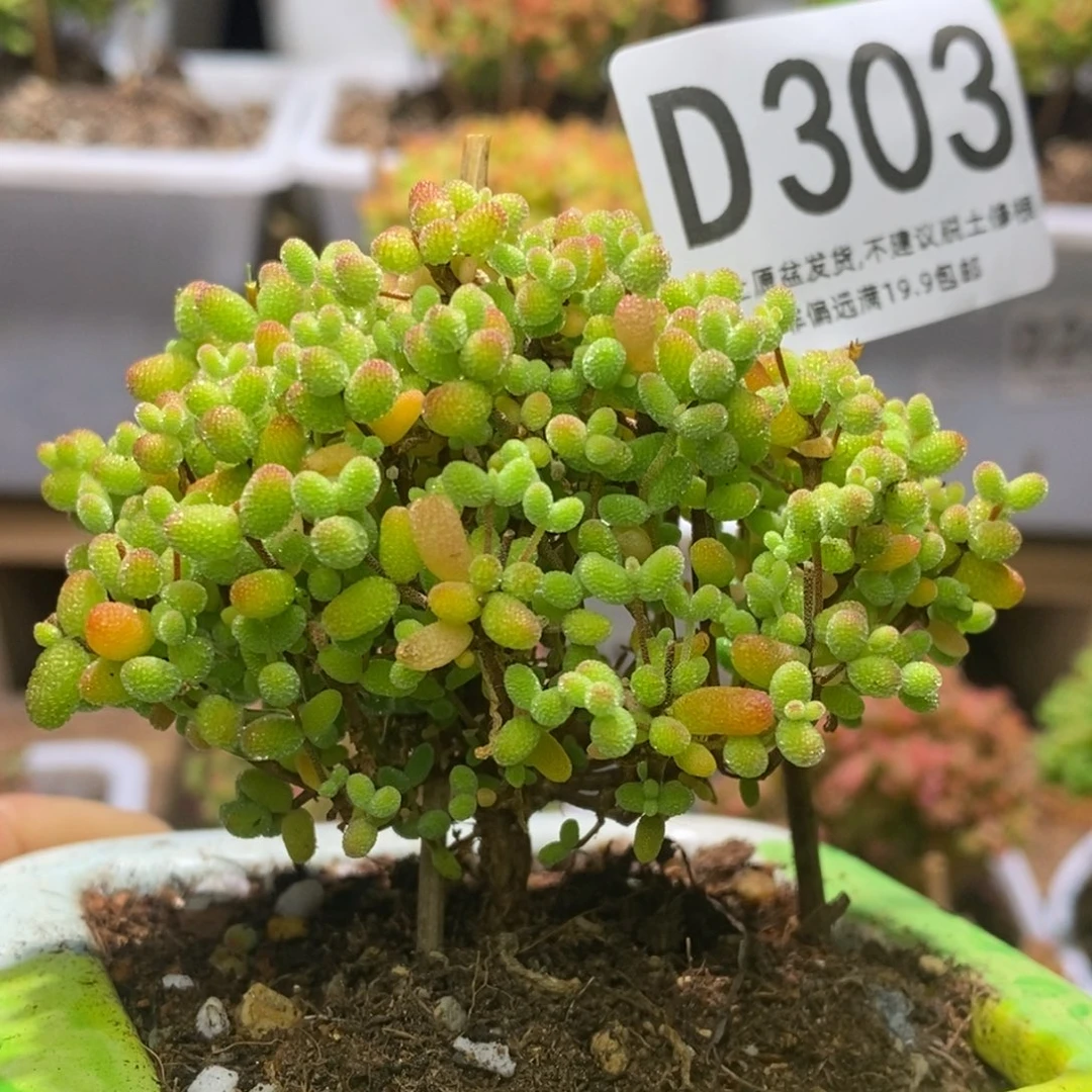 h*y蜜桔糖球枝干番杏D303