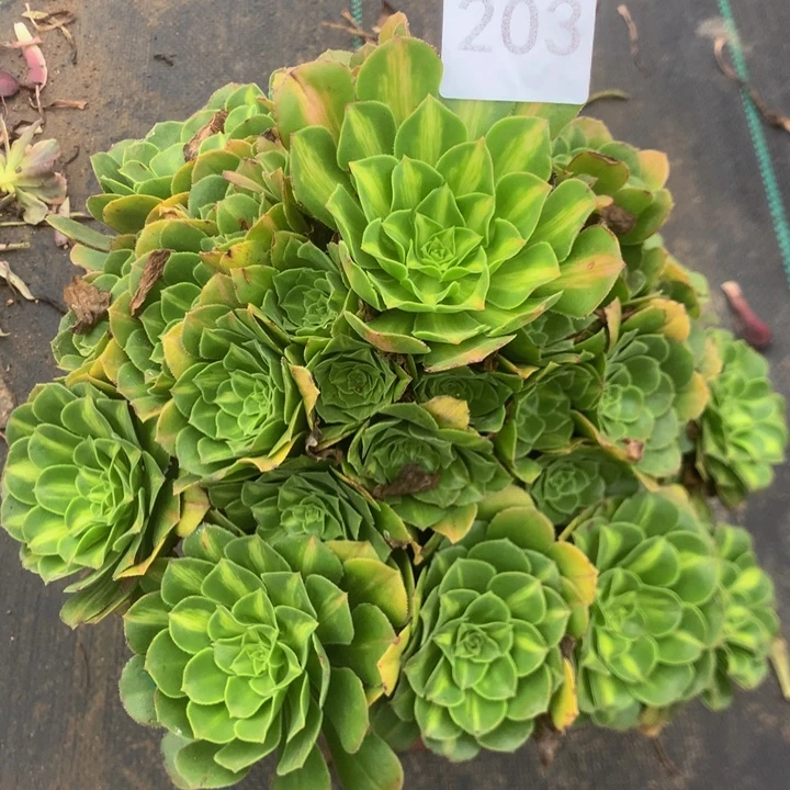 203璃琉多多肉植物