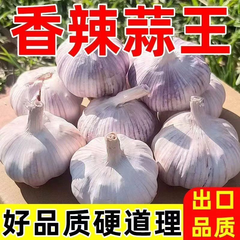 紫白皮新鲜大蒜头5斤大个头多瓣蒜营养食用调味品农家自然晾晒