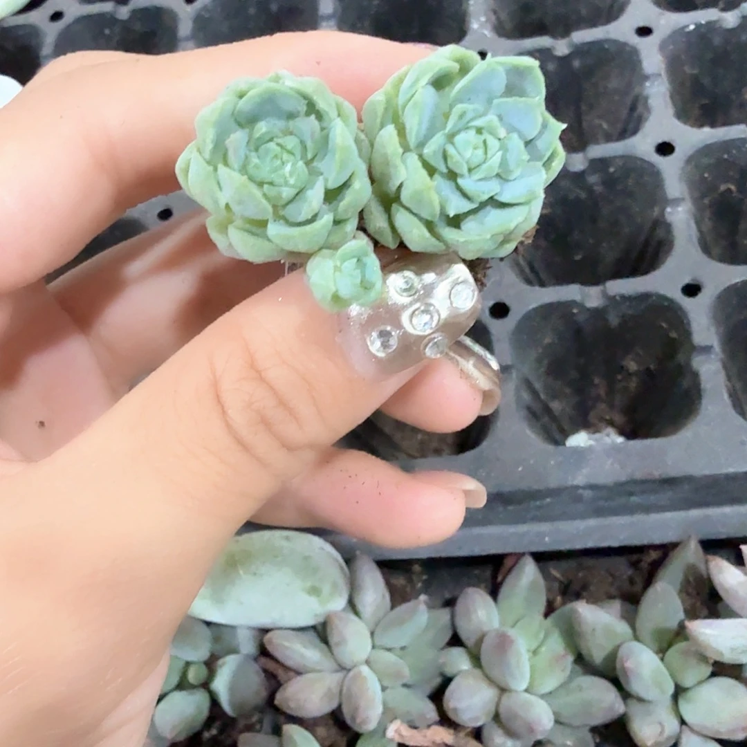 羊脂球穴苗5颗一组