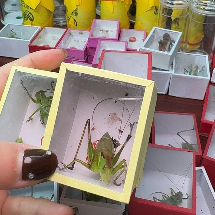 永***超蟋蟀一条扎嘴。