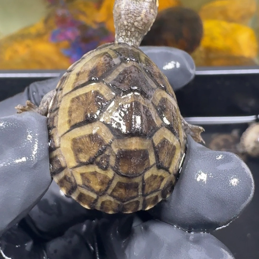 蛋龟不分公母麝香