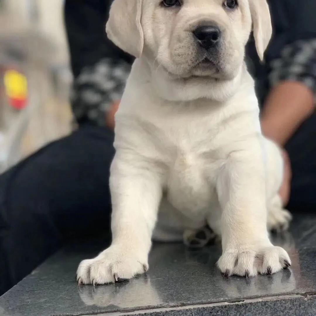 活体纯种拉*布拉*多狗狗幼犬家庭陪伴犬
