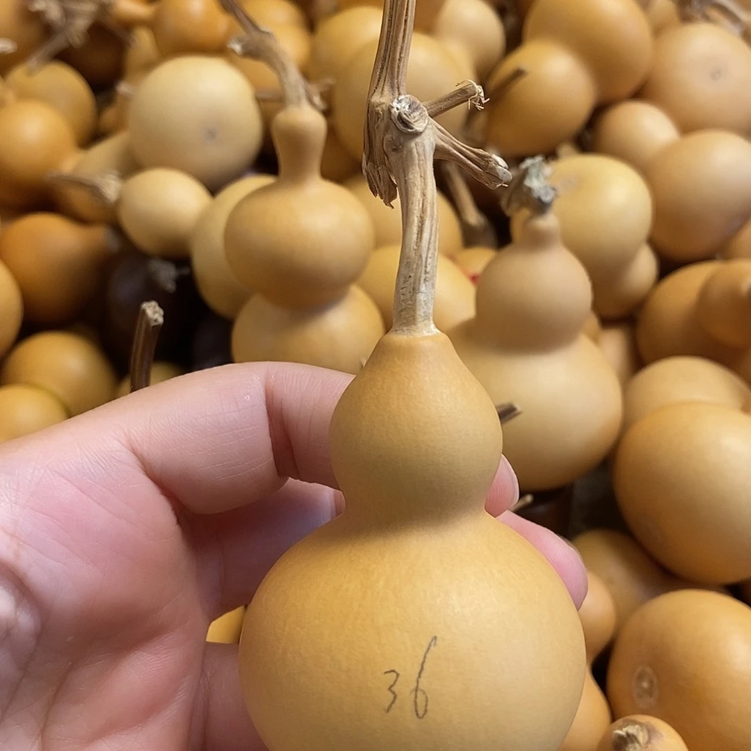 文玩葫芦 完美主义者 慎拍36