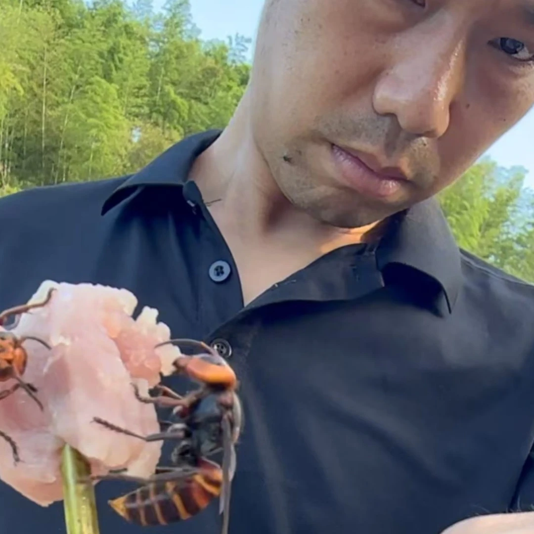 金环虎头蜂，诱蜂水，诱蜂好材料