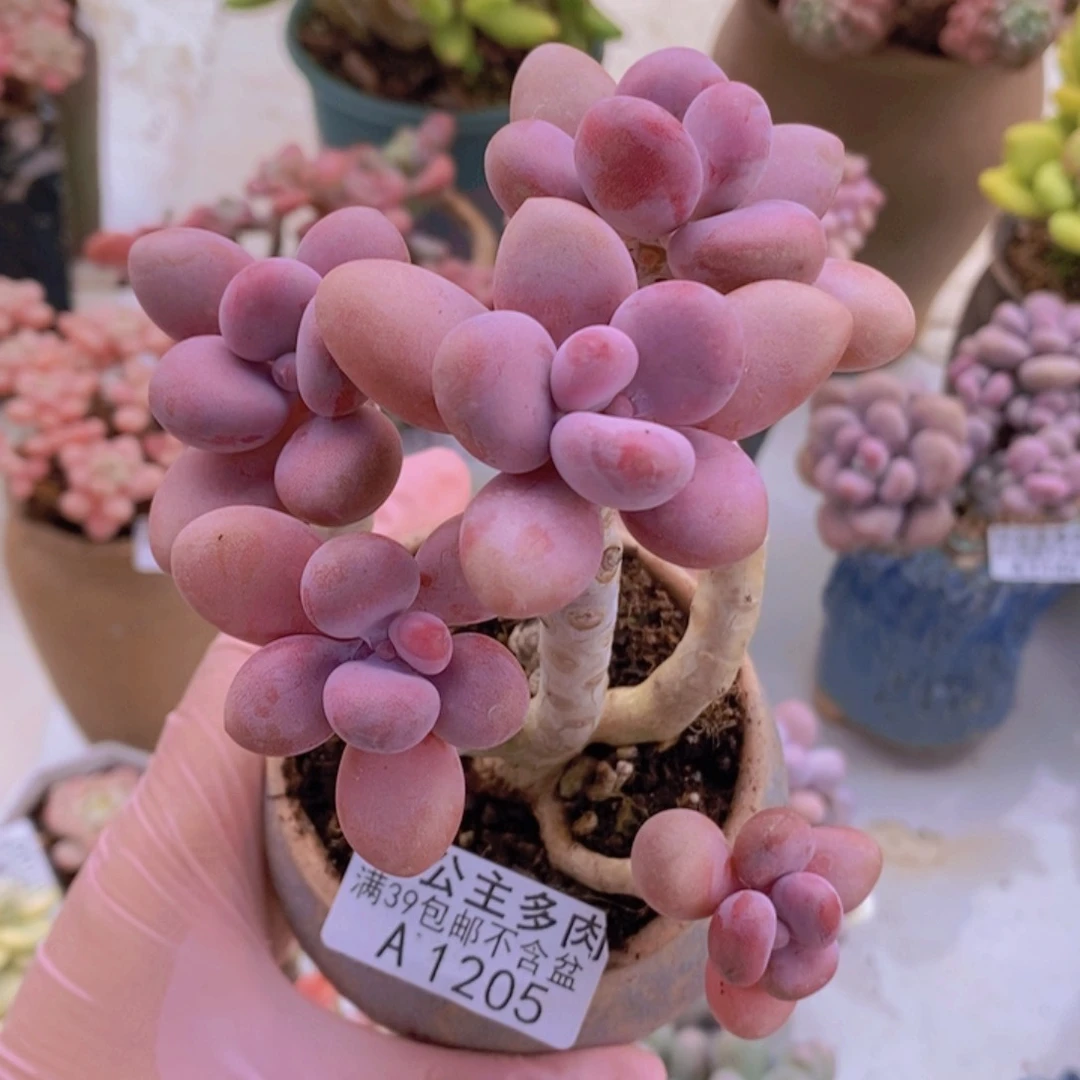 糖果桃树老桩9cm1205多肉植物