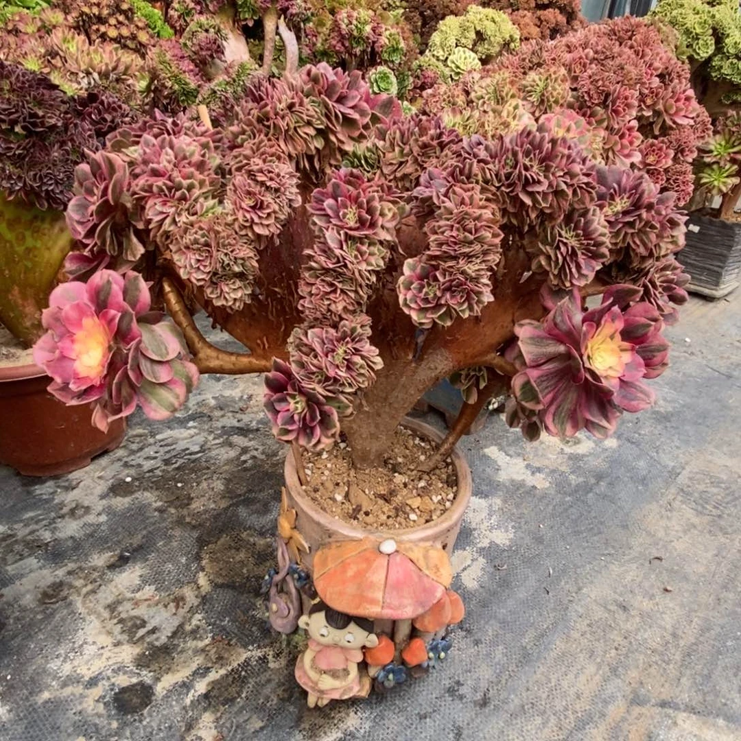 无花朵倾城自然朵朵