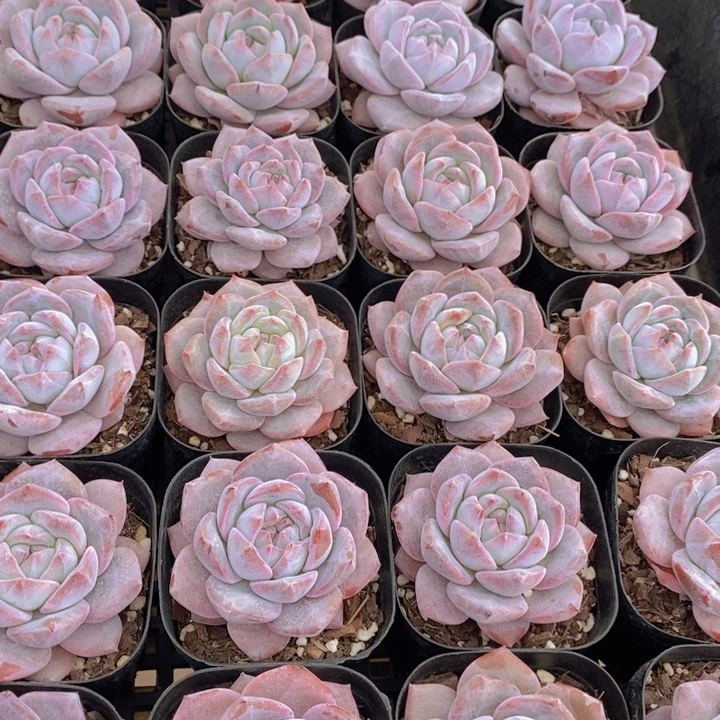 量拍33号 梦橙单头一个