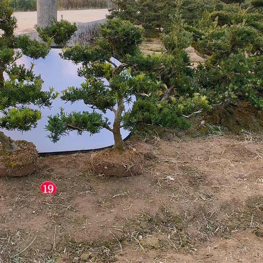 东***$无花朵罗汉松盆景艺术