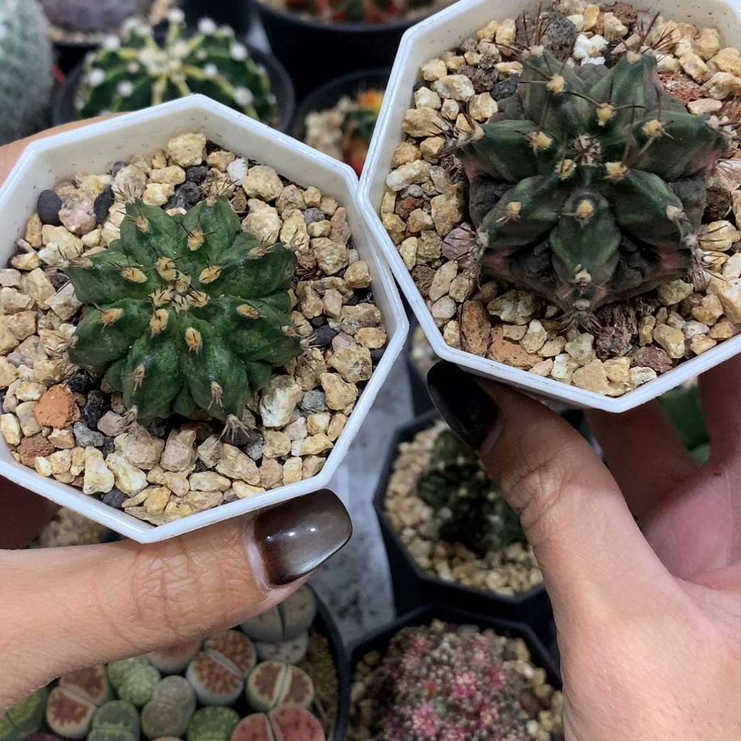 实生根海神复楞仙人球