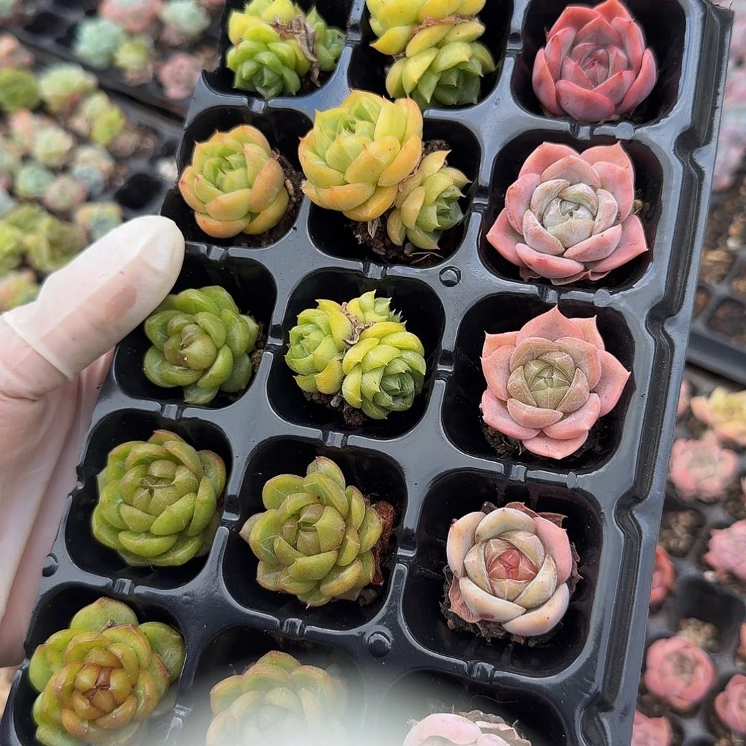 10颗绿色珍妮➕5颗粉色珍妮
