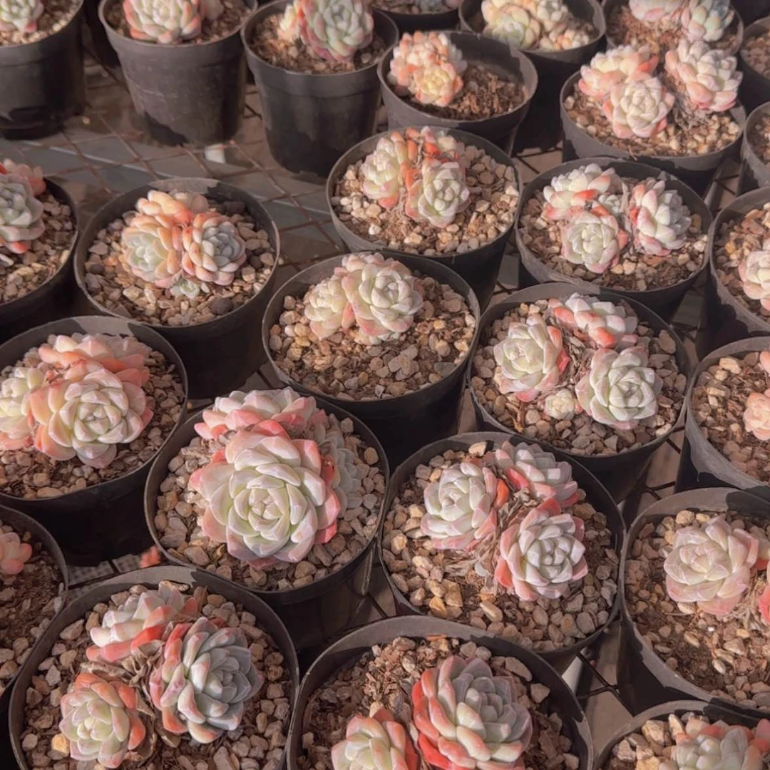 【闪购商品】精控冰玉