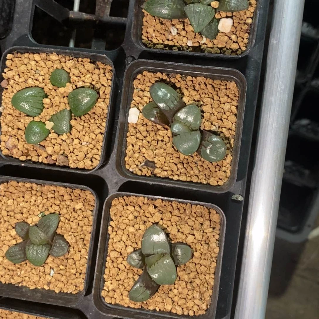 213 一颗实生史扑系。    端午福利