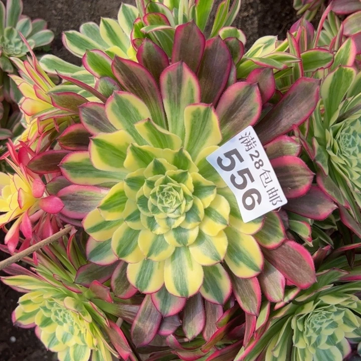 556天和多肉植物