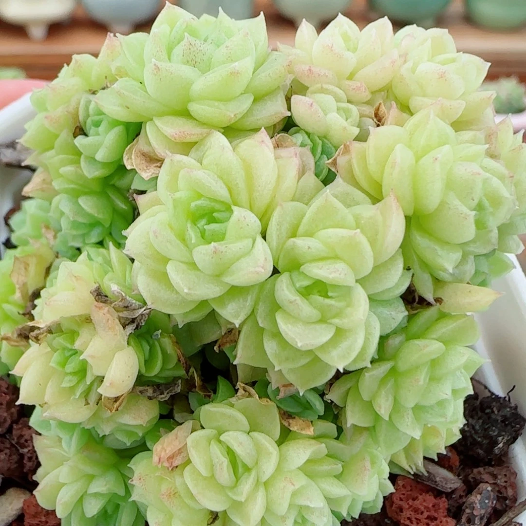 花语逸镜1009-510麦秆散