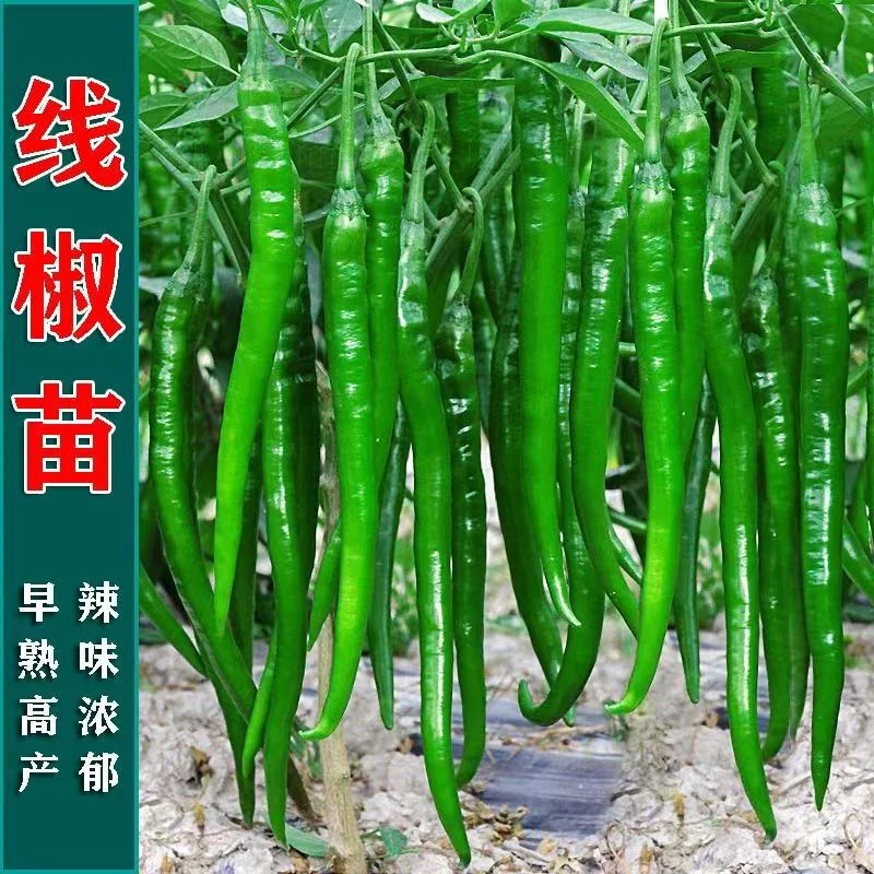 长线椒秧苗种苗辣椒苗超辣种四季盆栽蔬菜秧苗