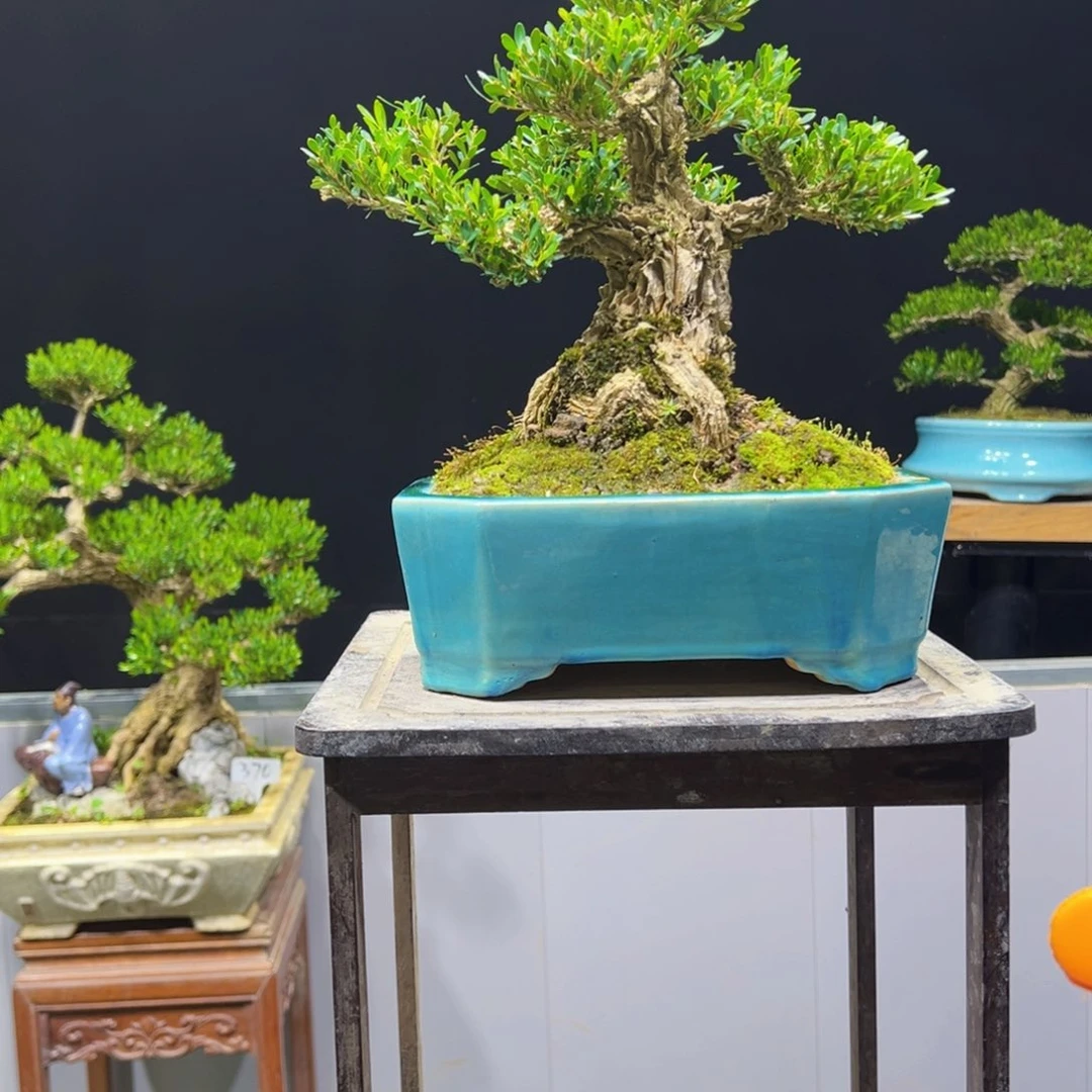 黄杨盆景老桩四季长青