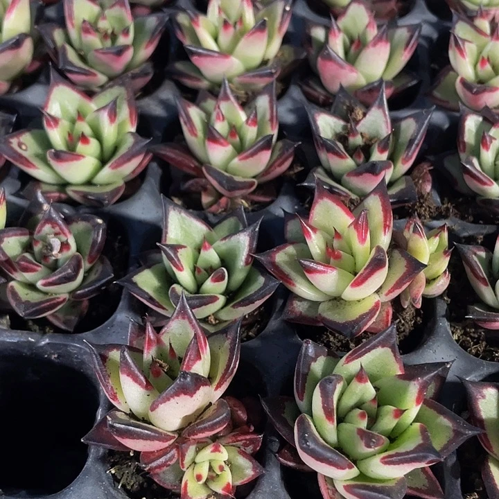 小黑乌木1元带土发