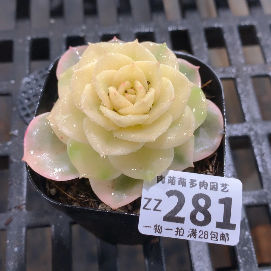 肉萌萌拇指盆精控多肉ZZ281