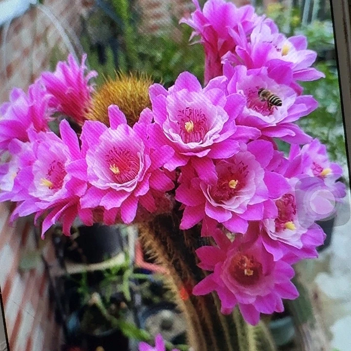 奥脱侧芽高7公分金妞