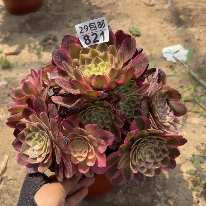 火龙果……多肉植物……